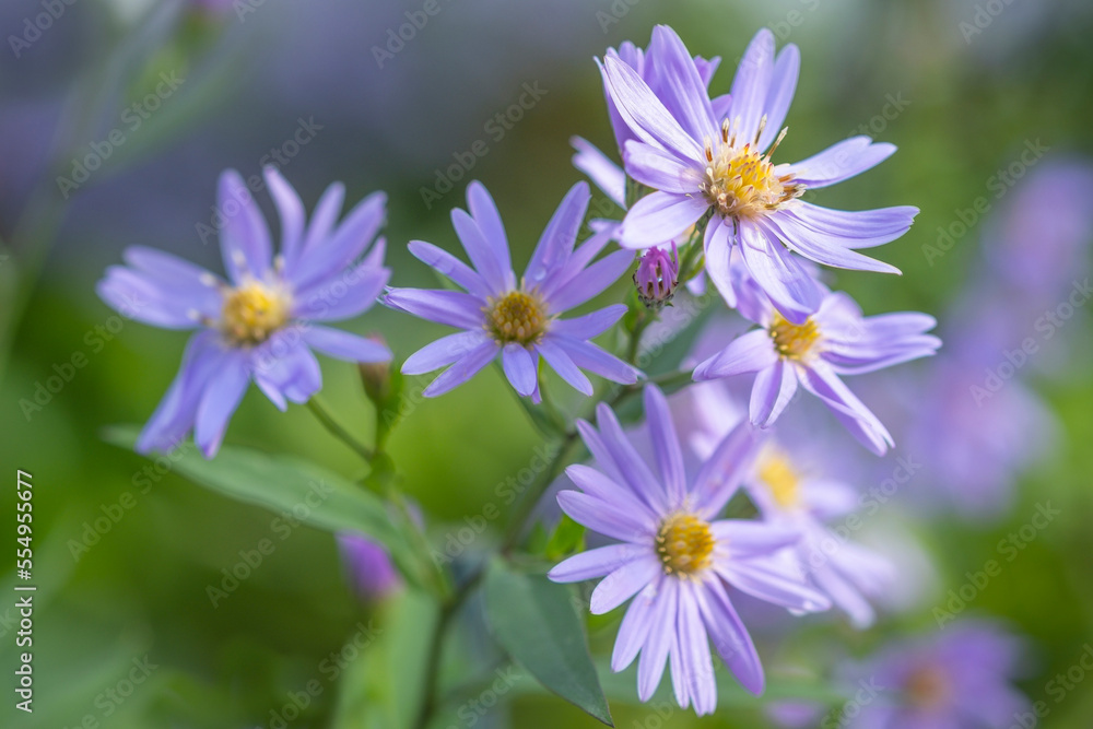 Autumn aster flowers of Aster Cordifolius Little Carlow. Autumn aster flowers of Aster Cordifolius Little Carlow.