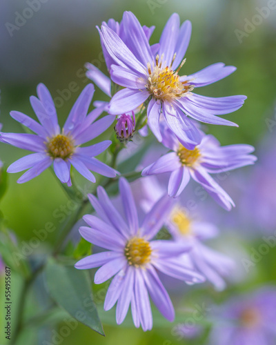 Autumn aster flowers of Aster Cordifolius Little Carlow. photo