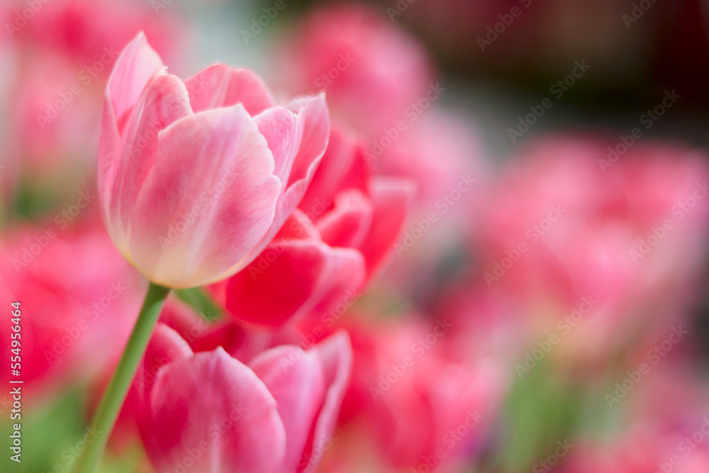 Pink tulip flower blooming in the spring garden, soft selective focus, flowers flower garden blooming in spring season Pink tulip flower blooming in the spring garden, soft selective focus, flowers flower garden blooming in spring season