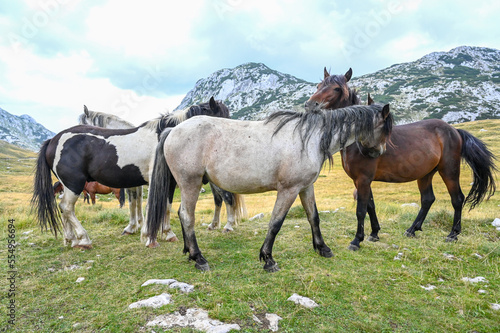 A group of wild horses in nature.