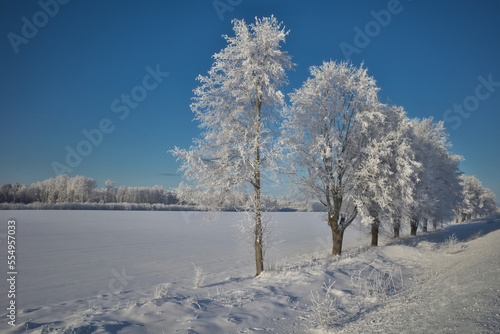 The trees are covered with white frost. Frosty sunny weather. Beautiful winter landscape. Close-up. Latvian landscape.
