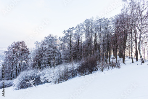 Forest trail among frosted beech trees in the winter morning.