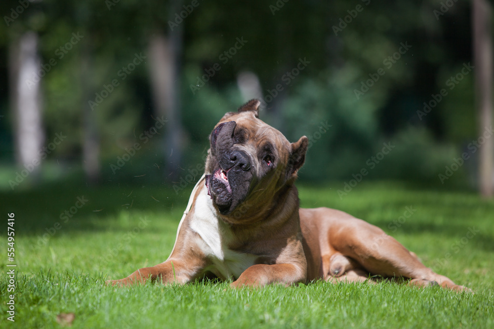 italian cane corso street portraits italian cane corso street portraits