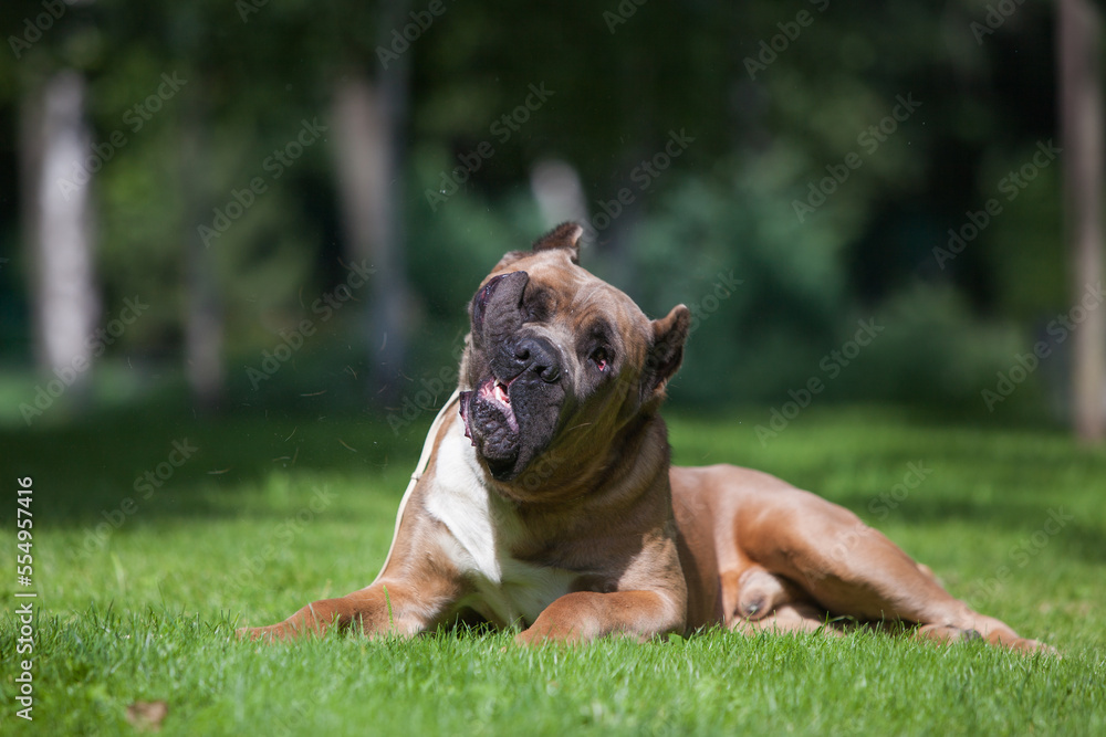 italian cane corso street portraits