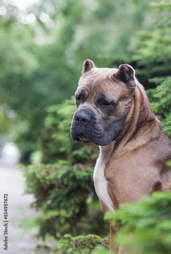 italian cane corso street portraits