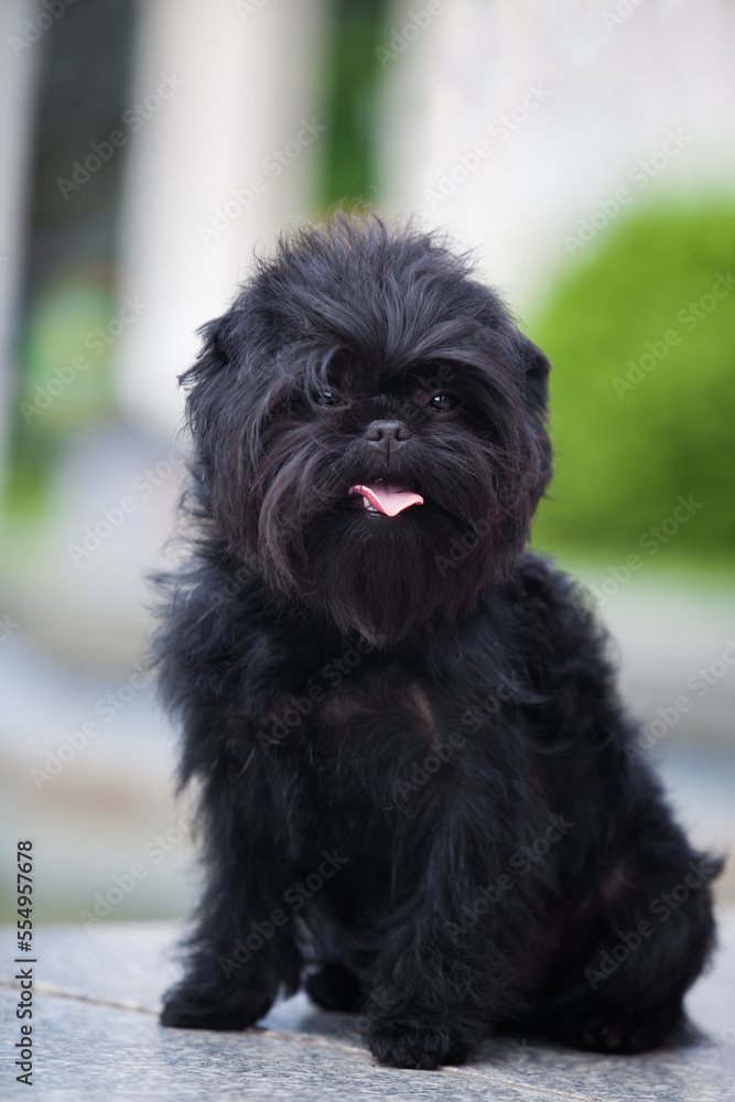 Little black affenpinscher in the park Little black affenpinscher in the park