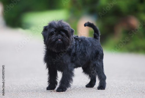 Little black affenpinscher in the park