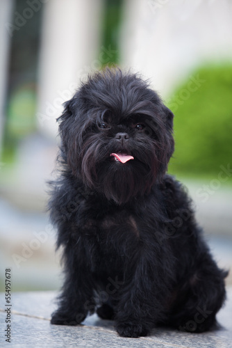 Little black affenpinscher in the park