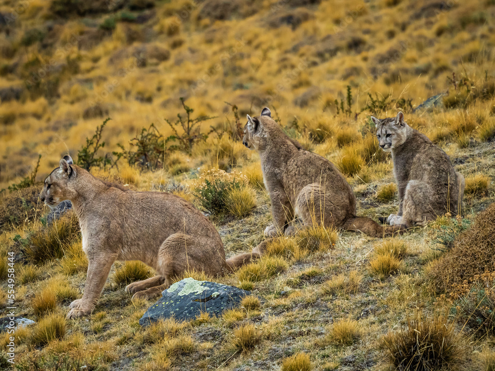 Puma family with two kittens (Puma concolor) in Torres del Paine National Park; Patagonia, Chile Puma family with two kittens (Puma concolor) in Torres del Paine National Park; Patagonia, Chile