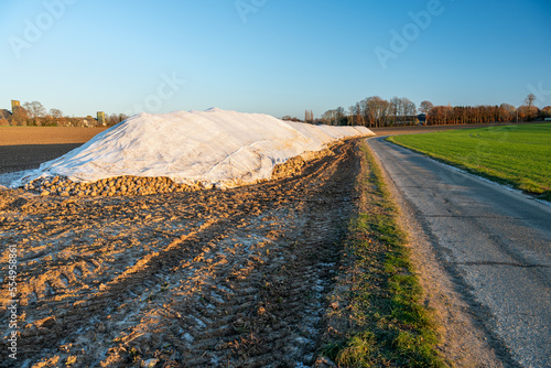Tas de betterave à sucre en attente d'enlèvement stocké sur le bord d'une route et recouvert d'une bache contre le gel et les intempéries