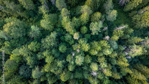 Overhead shot of spruce forest