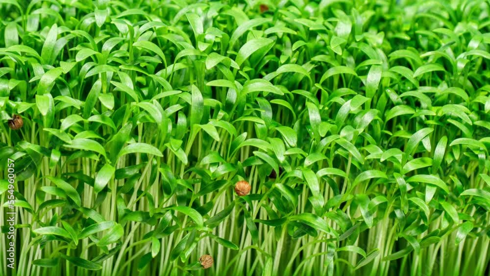 Seedling Microgreens Time Lapse. Cilantro Seeds Germinate in the Ground. Microgreen, Growing Seedlings at Home. Farm Products, Healthy Nutrition. Organic Food on Black Background in Greenhouse Seedling Microgreens Time Lapse. Cilantro Seeds Germinate in the Ground. Microgreen, Growing Seedlings at Home. Farm Products, Healthy Nutrition. Organic Food on Black Background in Greenhouse