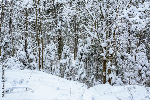 Snow-covered December forest in the Leningrad region.
