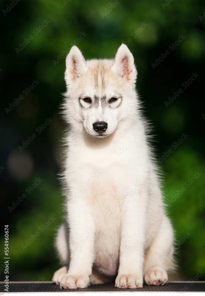 Siberian Husky puppy in the forest Siberian Husky puppy in the forest