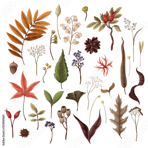 Autumn leaves and dried plants isolated. Vector.