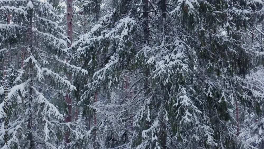 Drone flight in boreal spruce forest in winter. Flight along the tree from bottom to top. Cold winter morning with a snowy forest. Spruce trees covered with white fluffy snow. 4k ProRes footage. Drone flight in boreal spruce forest in winter. Flight along the tree from bottom to top. Cold winter morning with a snowy forest. Spruce trees covered with white fluffy snow. 4k ProRes footage.