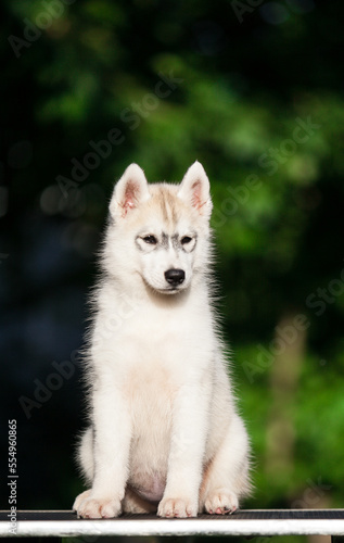 Siberian Husky puppy in the forest © Ilona Didkovska