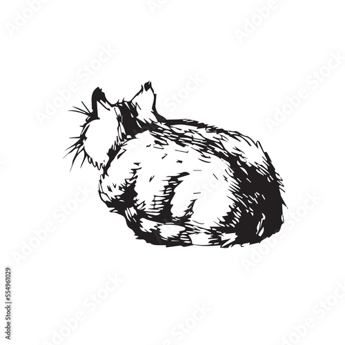 drawing lies cat