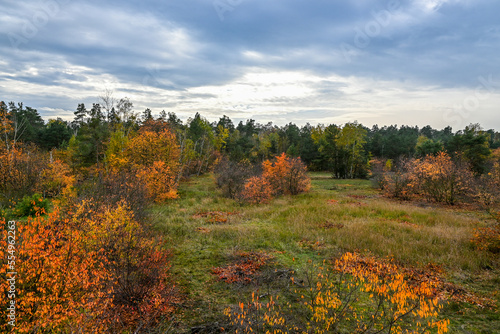 Herbst mit gelben Blättern im Landschaftsschutzgebiet FriedWald Nuthetal-Parforceheide bei Potsdam, Brandenburg, Deutschland