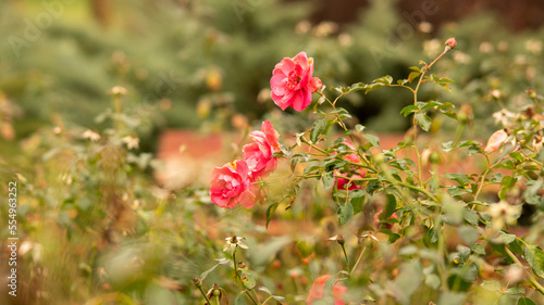 Beautiful pink garden roses in green bush leaves. Horizontal