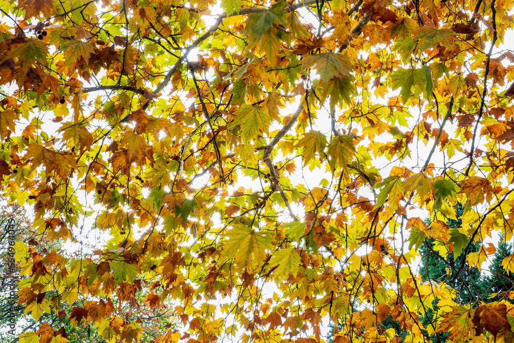 Through the beautiful, autumn trees, and colorful leaves. Up view. Through the beautiful, autumn trees, and colorful leaves. Up view.