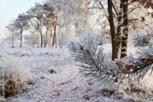 Snowy pine branch in its natural environment. Pine branch close up. Winter background. photo