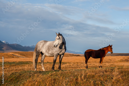 White and brown horses on the background of a mountain peak.  Beautiful horses in an autumn meadow poses against the background of a white snow-covered mountain. © sablinstanislav