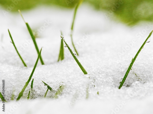 grass blade winter snow drop © flucas