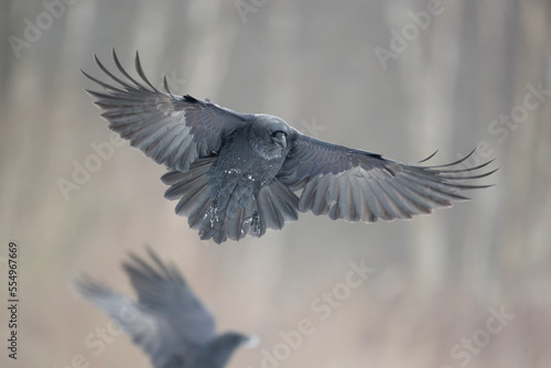 Bird beautiful raven Corvus corax North Poland Europe, winter time © Marcin Perkowski