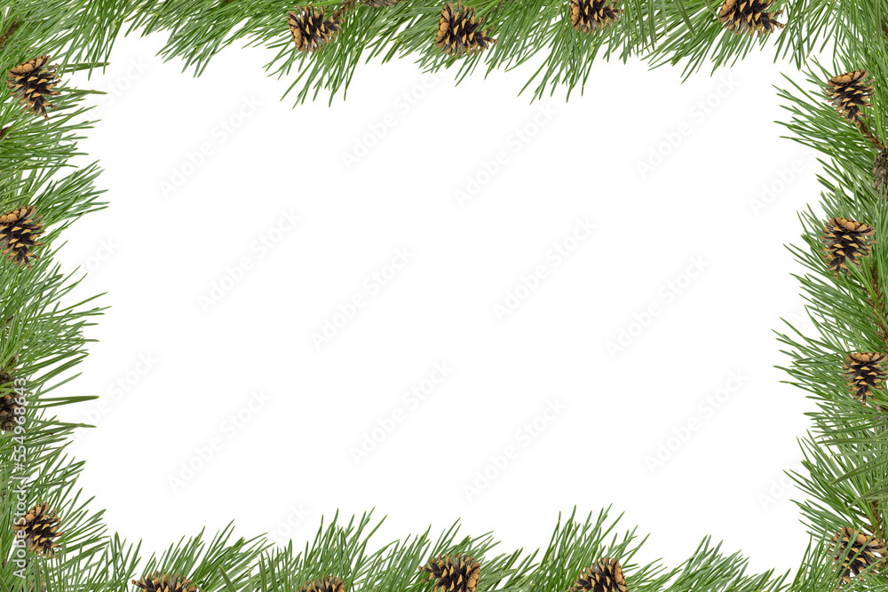 A frame of pine branches with small cones on a white background.