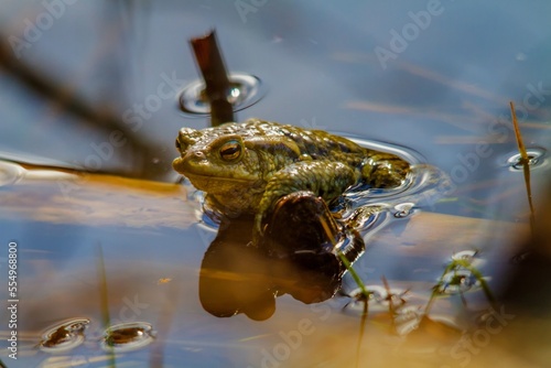 The common toad, European toad, or in Anglophone parts of Europe, simply the toad photo