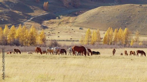 Picturesque view of rural hilly valley with walking animals, agricultural machinery, wattle fence, yellowed trees in autumn. Horses of different colors, cows graze in meadow in countryside. photo