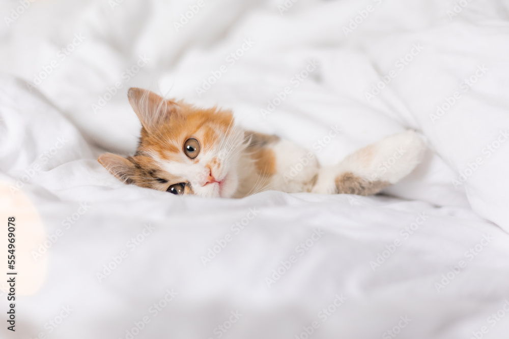 a cute tricolor kitten sleeps at home in a bed with white linens. Pets and the comfort of home a cute tricolor kitten sleeps at home in a bed with white linens. Pets and the comfort of home