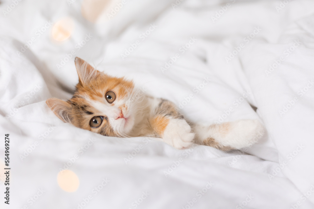 a cute tricolor kitten sleeps at home in a bed with white linens. Pets and the comfort of home a cute tricolor kitten sleeps at home in a bed with white linens. Pets and the comfort of home