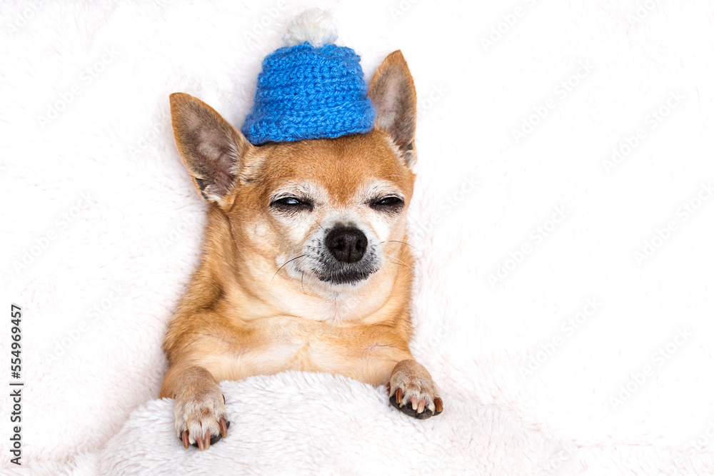 cute chihuahua dog sleeping in a hat in bed top view