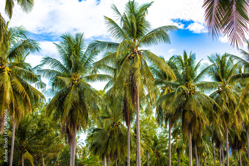 Groupe de palmiers en Thaïlande