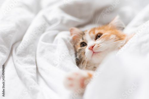 portrait of a cat sleeping in a bed with white linens. Symbol of the year. animals at home, space for text. High quality photo