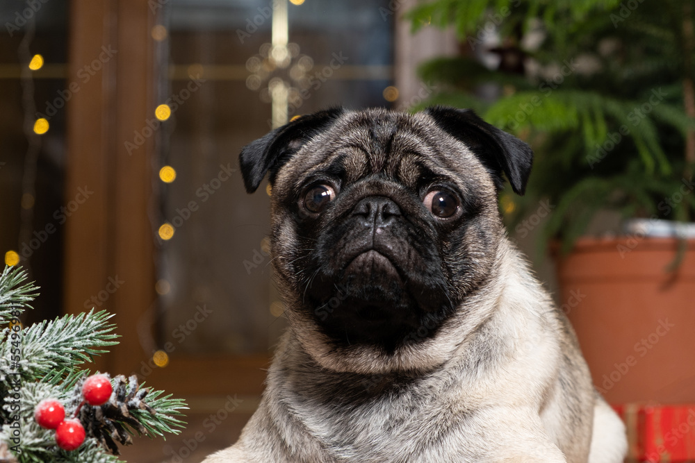 A beautiful cute one-year-old pug puppy looks into the camera close-up. Christmas, New Year and dogs, pets