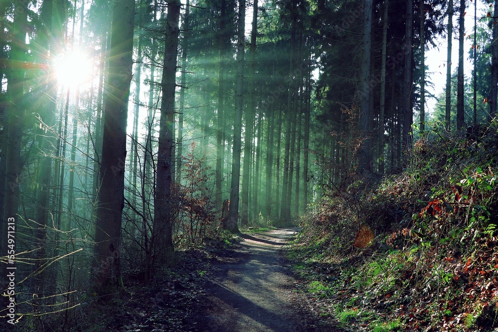 Fototapeta premium morning in the forest