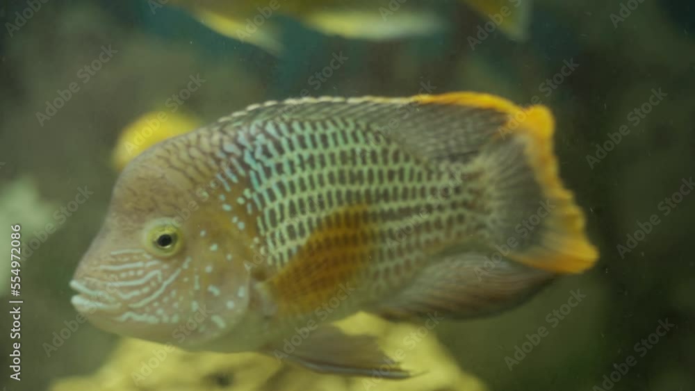 Turquoise Acara in the aquarium close-up. Aquarium fish. Turquoise Acara in the aquarium close-up. Aquarium fish.