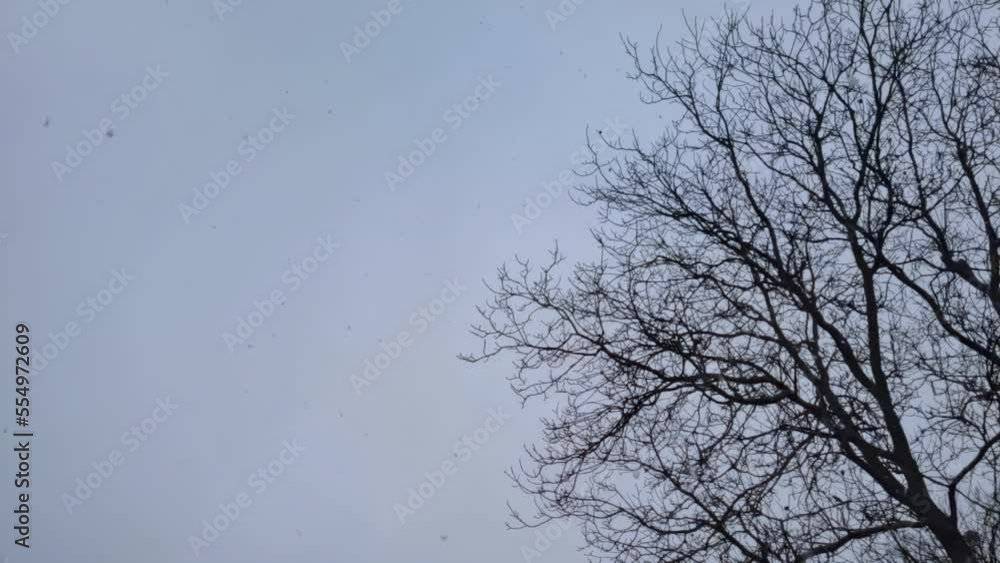Branches covered with snow on trees after snowfall. Falling snowflakes in winter weather Branches covered with snow on trees after snowfall. Falling snowflakes in winter weather