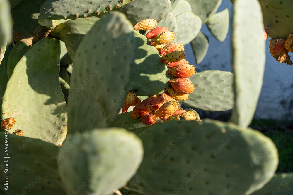 Close-Up Of Prickly Pear Cactus. Prickly Pear Fruits On Cactus. Close-Up Of Prickly Pear Cactus. Prickly Pear Fruits On Cactus.