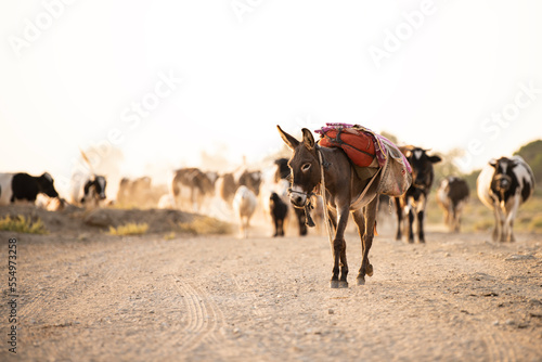 Donkey trying to take the herd home at the end of the day