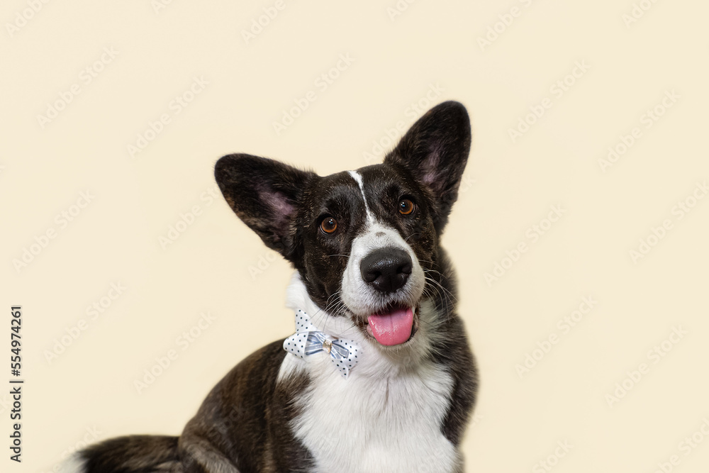 Welsh Corgi Pembroke. A thoroughbred dog. Portrait. Holidays and events