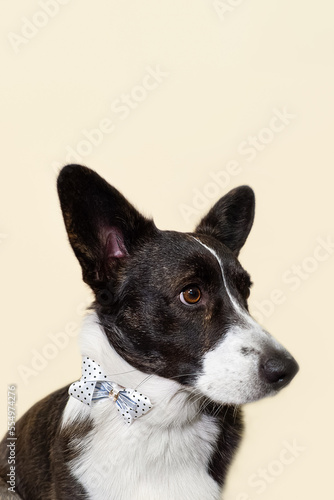 Welsh Corgi Pembroke. A thoroughbred dog. Portrait. Holidays and events