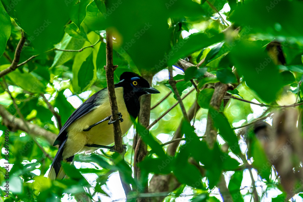 Crested jay on a tree in the forest Crested jay on a tree in the forest