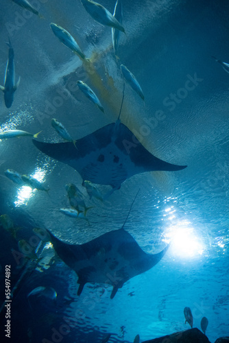Two large manta rays swimming overhead