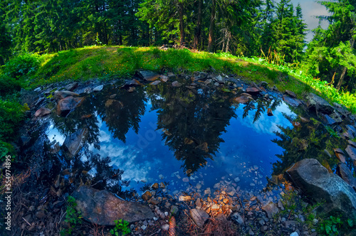 Fototapeta Naklejka Na Ścianę i Meble -  Reflection of firs in a forest stream. Summer forest beautiful view.