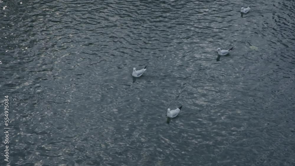 A few seagulls swim in the river against the current A few seagulls swim in the river against the current