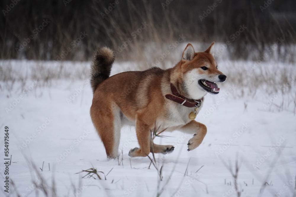 Shiba Inu dog running in the snow